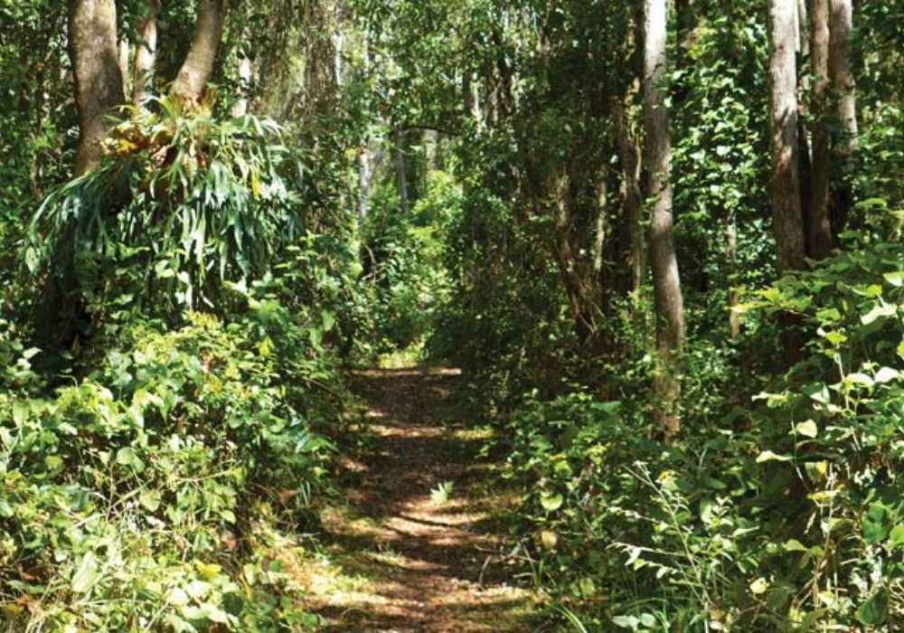 Rainforest Walks