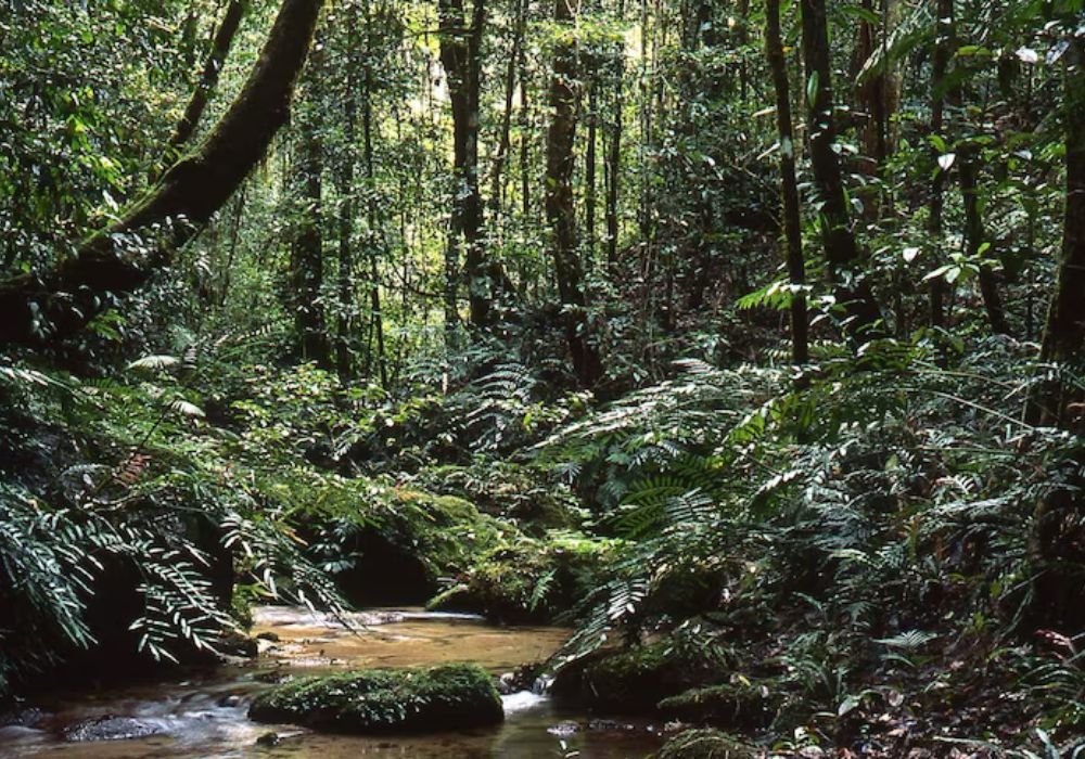 View of the Daintree Rainforest in Queensland, featuring dense tropical trees, rich greenery, and a natural wilderness landscape