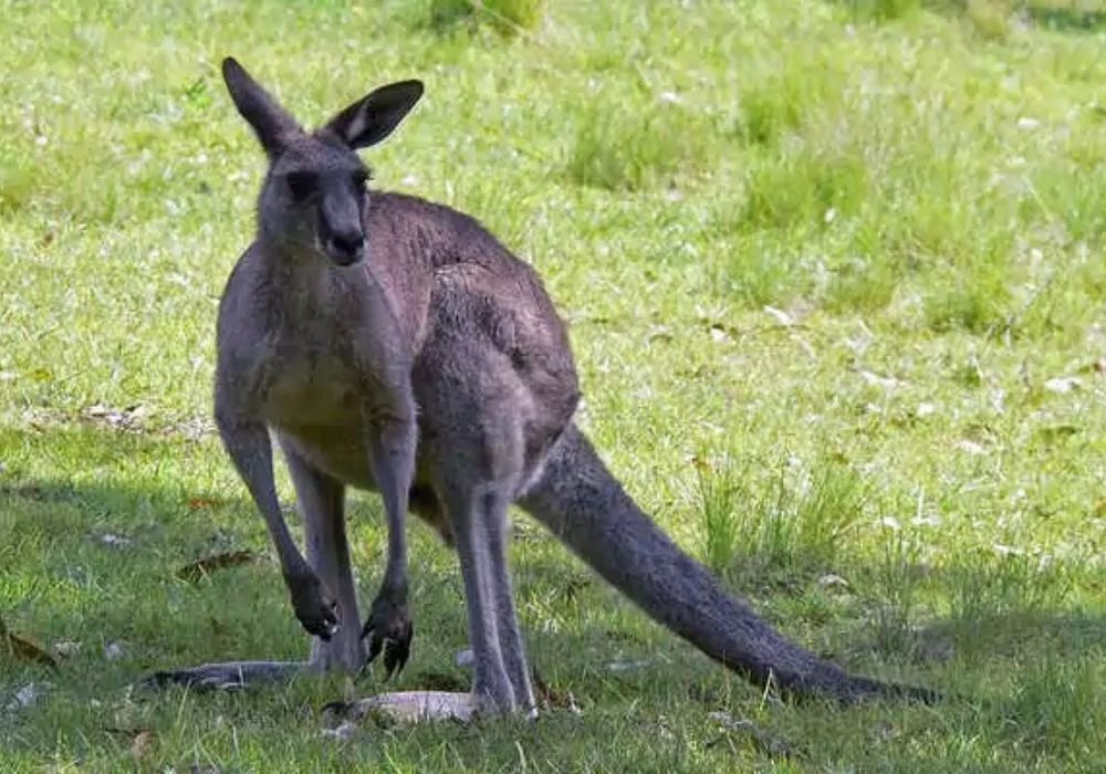 Wildlife & Nature Encounters