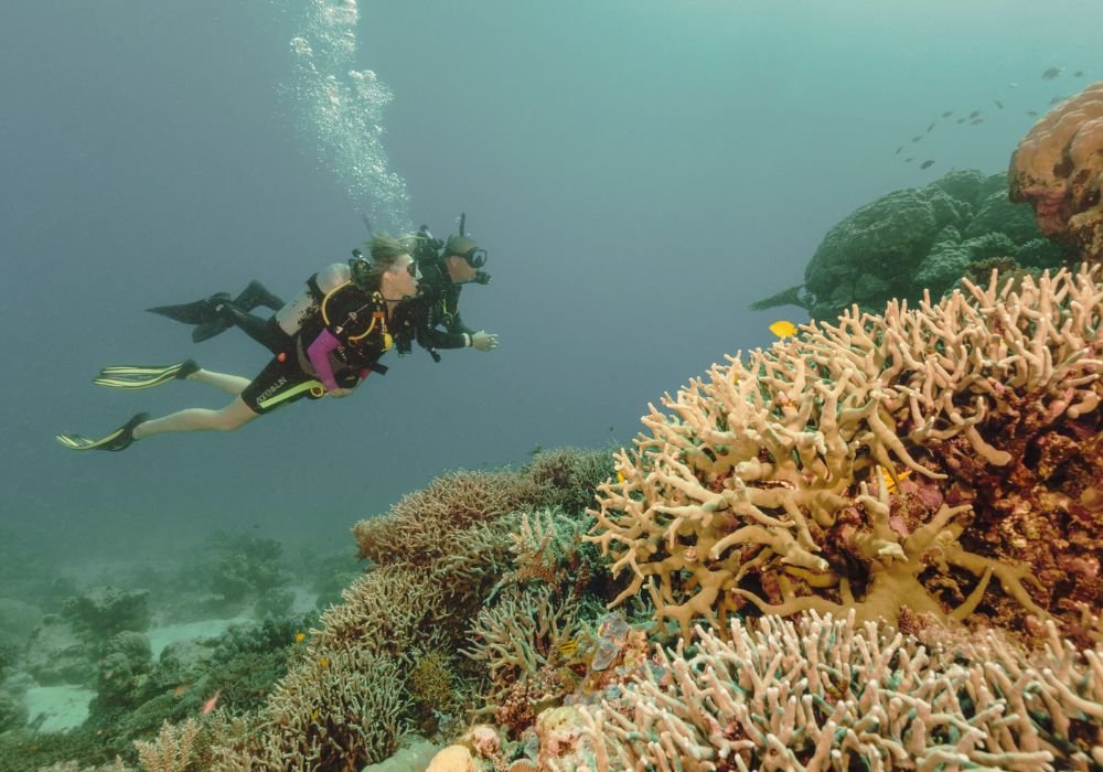 the Great Barrier Reef_ A Diving Adventure of a Lifetime